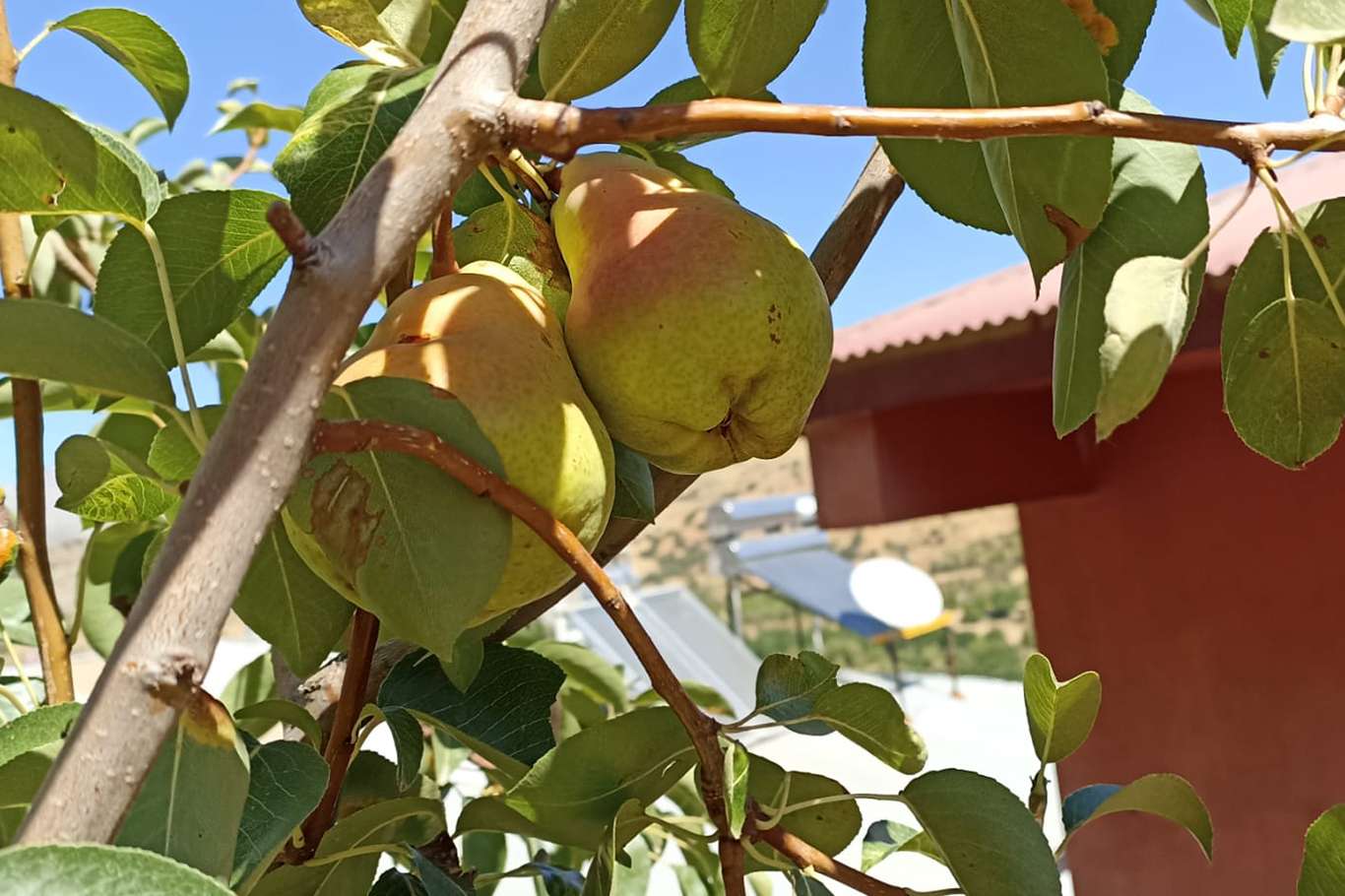 Armut ağacı sonbaharda çiçek açtı